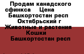 Продам канадского сфинкса. › Цена ­ 4 000 - Башкортостан респ., Октябрьский г. Животные и растения » Кошки   . Башкортостан респ.